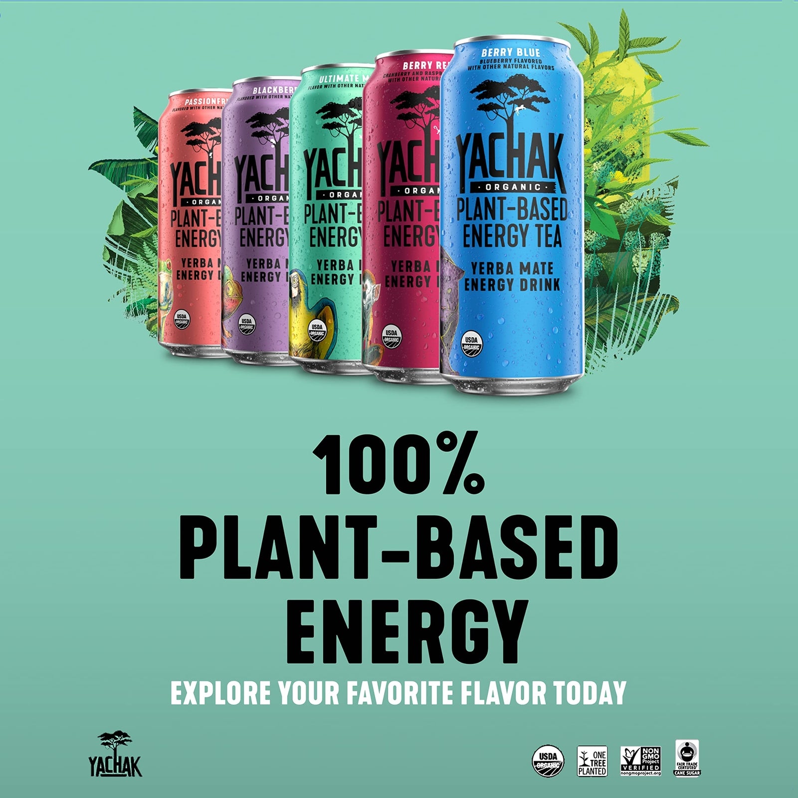 YACHAK Organic Yerba Mate Passionfruit 16 Fl Oz Pack of 12 Cans